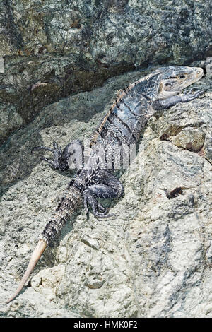 Schwarz stacheligen tailed Iguana (ctenosaur Imilis) auf Rock, Manuel Antonio National Park, Costa Rica Stockfoto