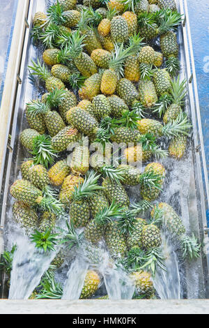 Bio Ananas geerntet, gewaschen, Costa Rica Stockfoto