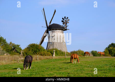 Pferde auf der Weide vor holländischen Windmühle, Benz, Usedom, Mecklenburg-Western Pomerania, Deutschland Stockfoto