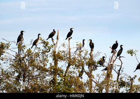 Kormorane (Phalacrocorax Carbo) sitzen auf Bäumen, Schmollensee, Pudagla, Usedom, Mecklenburg-Western Pomerania, Deutschland Stockfoto