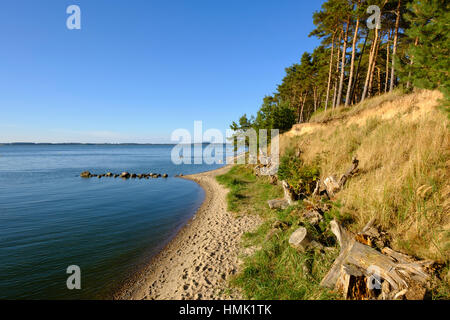 Ufer mit Pinien, Peenestrom Halbinsel Gnitz, Luetow, Usedom, Mecklenburg-Western Pomerania, Deutschland Stockfoto