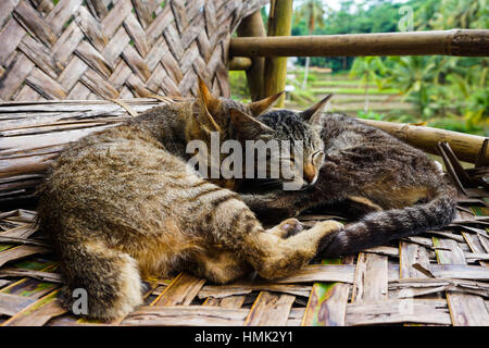 Zwei Tabby Kätzchen curl und kuscheln vor dem schlafen gehen Stockfoto