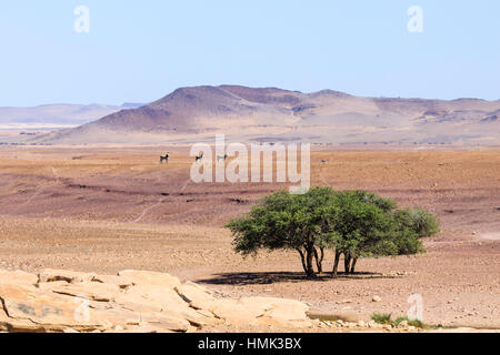 Drei Hartmann Bergzebras (Equus Zebra Hartmannae) in Wüste Landschaft, Damaraland, Kunene-Region, Namibia Stockfoto