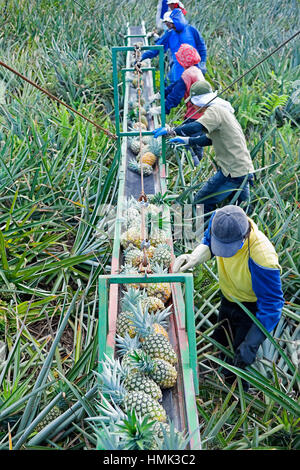 Arbeitnehmer, Ananas auf einem Förderband, Costa Rica Stockfoto