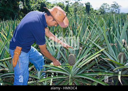 Landwirt cuttting Ananas, Costa Rica Stockfoto