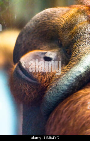 Reife männliche Orang-utan (Pongo pygmaeus) Stockfoto