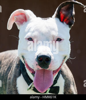 Weiß und brindel Pitbull unterstehen Hund schließen sich Kopfschuss Blick auf Kamera-Porträt Stockfoto