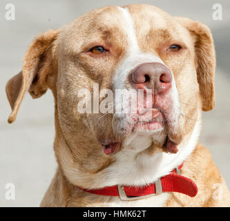 Tan Hund mit weißen Streifen Rettung Hund gemischt Rasse Pitbull schließen Sie Kopfschuss regal Ausdruck Stockfoto