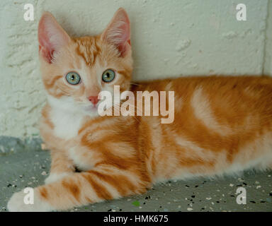 Entzückende kurzen Haaren orange Tabby Kitten 3/4 Stockfoto