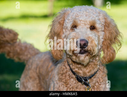 Schöne Goldendoodle Porträt Blick in die Kamera mit der Rute wedeln Stockfoto