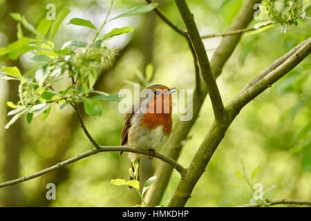 Robin singen auf Ast Stockfoto