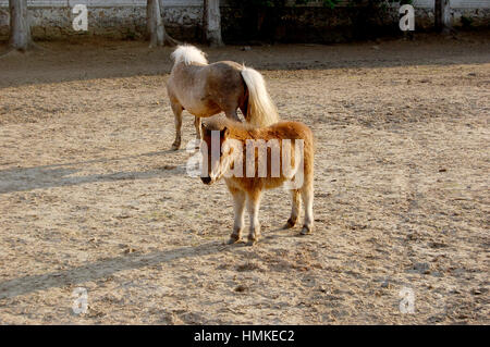 Süß und wenig Pony auf der Koppel Stockfoto