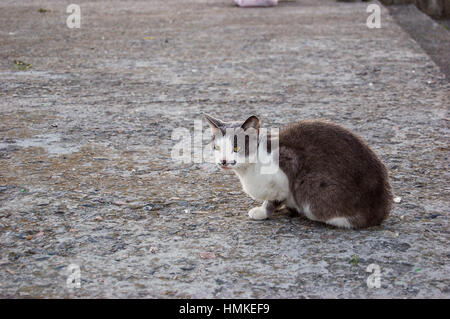 Graue und weiße Katze auf Beton Stockfoto