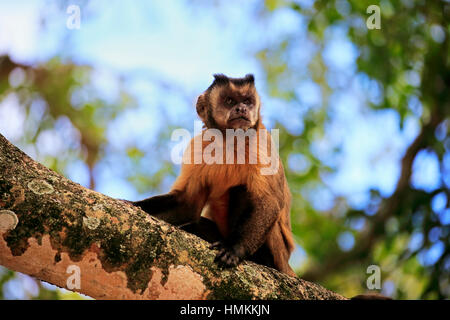 Braune Kapuziner, getuftet Kapuziner, schwarz-capped Kapuziner, (Cebus Apella), Erwachsene auf Baum, Pantanal, Mato Grosso, Brasilien, Südamerika Stockfoto