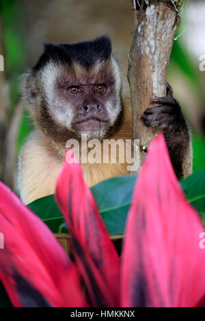 Brauner Kapuziner, getuftet Kapuziner, schwarz-capped Kapuziner (Cebus Apella), Erwachsene Porträt, Pantanal, Mato Grosso, Brasilien, Südamerika Stockfoto