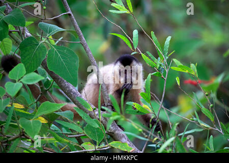 Braune Kapuziner, getuftet Kapuziner, schwarz-capped Kapuziner, (Cebus Apella), junger Baum, Fütterung, Pantanal, Mato Grosso, Brasilien, Südamerika Stockfoto