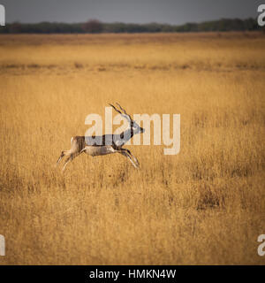 Blackbuck ist eine Antilope gefunden in Indien und Nepal. Blackbuck als potenziell gefährdet. Bewegung-Bild. Stockfoto