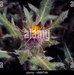 Der Heilige Benedikt Distel oder gesegnete Distel (Cnicus Benedictus oder Centaurea Benedicta), Asteraceae. Stockfoto