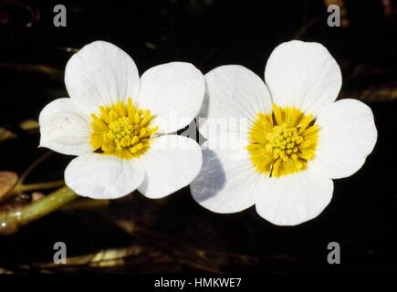 Gemeinsamen Wasser-Crowfoot, Whitewater Crowfoot oder Wildwasser-Hahnenfuß (Ranunculus Aquatilis), Butterblume. Stockfoto