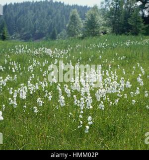 Breitblättrigen Wollgras (Wollgras Latifolium), Cyperaceae. Stockfoto