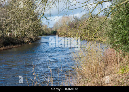 Bute Park im Stadtzentrum von Cardiff South Wales vorbei fließenden Fluss-Taff Stockfoto