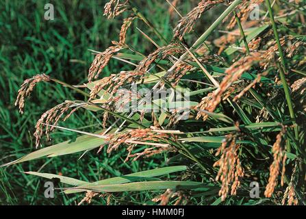 Ohren von Reis (Oryza Sativa), Poaceae. Stockfoto