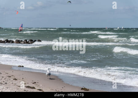 Möwe zu Fuß am Strand mit stürmischer See und Sufers im unscharfen Hintergrund Stockfoto