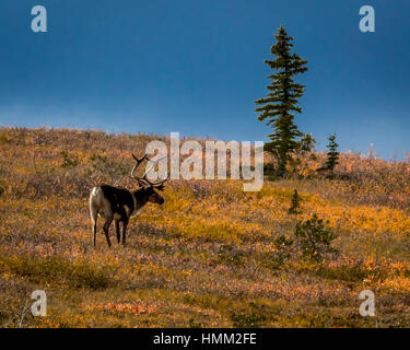 27. August 2016 - Bull Caribou Fütterung auf Tundra im Inneren des Denali Nationalpark, Alaska Stockfoto