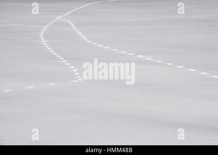 Zwei Tierspuren im Winter auf tief verschneiten Gebiet zusammenführen Stockfoto