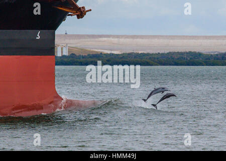 Delphine springen aus dem Wasser vor Ozean Frachter in Tampa Bay Florida Stockfoto