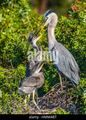 Great Blue Heron Mutter und Küken in Venedig Rookery in Venice Florida Stockfoto