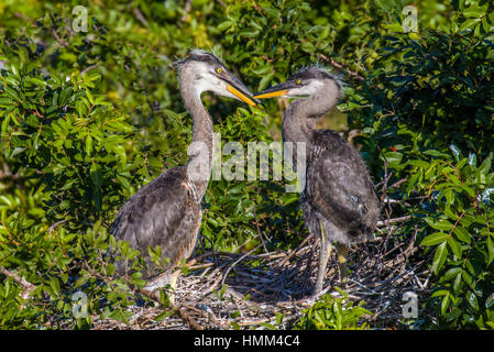 Paar von Great Blue Heron Küken in Venedig Rookery in Venice Florida Stockfoto