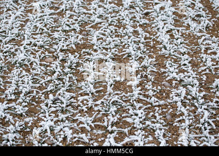 Bereich der Winterweizen. Raureif auf Sprossen von Weizen. Stockfoto