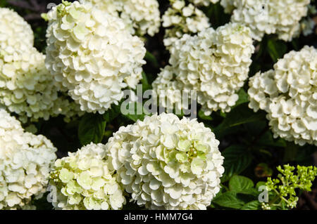 Blühende weiße Hortensie Pflanzen in voller Blüte Stockfoto