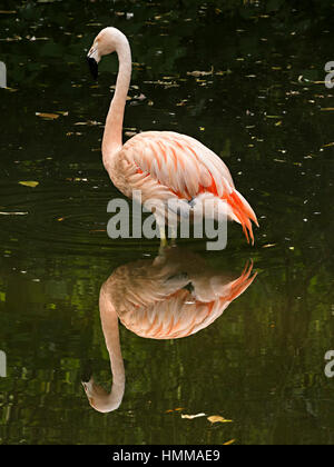 Amerikanische Flamingo Vogel (Phoenicopterus Ruber) in Wasser mit Reflexion, Coton Manor, Northamptonshire, England, UK. Stockfoto