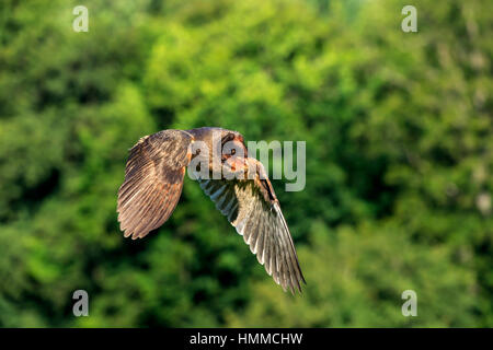 Schleiereule Sao Tome, (Tyto Thomensis) Erwachsenen fliegen Pelm, Kasselburg, Eifel, Deutschland, Europa Stockfoto