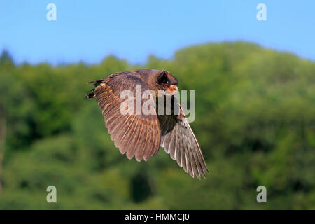 Schleiereule Sao Tome, (Tyto Thomensis) Erwachsenen fliegen Pelm, Kasselburg, Eifel, Deutschland, Europa Stockfoto