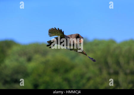 Schleiereule Sao Tome, (Tyto Thomensis) Erwachsenen fliegen Pelm, Kasselburg, Eifel, Deutschland, Europa Stockfoto