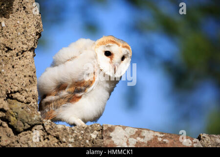 Schleiereule (Tyto Alba), jung, Pelm, Kasselburg, Eifel, Deutschland, Europa Stockfoto
