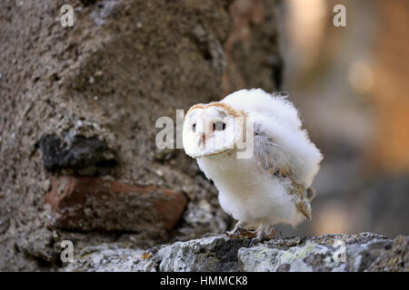 Schleiereule (Tyto Alba), jung, Pelm, Kasselburg, Eifel, Deutschland, Europa Stockfoto