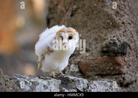 Schleiereule (Tyto Alba), jung, Pelm, Kasselburg, Eifel, Deutschland, Europa Stockfoto