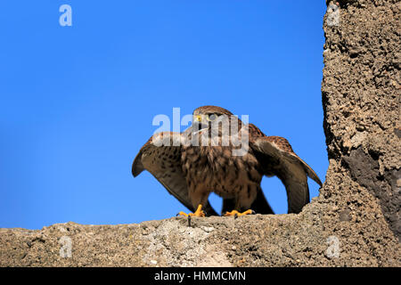 Europäische Turmfalke, gemeinsame Krestel, (Falco Tinnunculus), Erwachsene auf Felsen, Pelm, Kasselburg, Eifel, Deutschland, Europa Stockfoto