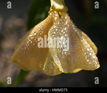 Oenothera Biennis Nachtkerze oder Abendstern Blume in extremer Nahaufnahme Stockfoto