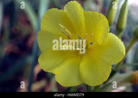 Oenothera Biennis Nachtkerze oder Abendstern Blume in extremer Nahaufnahme Stockfoto