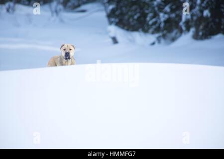 Großen weißen Hund für einen Spaziergang im Wald Stockfoto