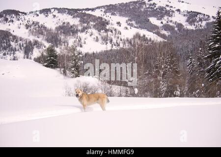 Großen weißen Hund für einen Spaziergang im Wald Stockfoto