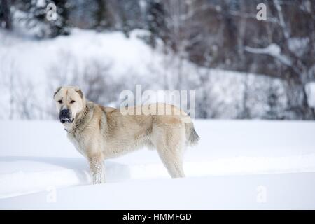 Großen weißen Hund für einen Spaziergang im Wald Stockfoto