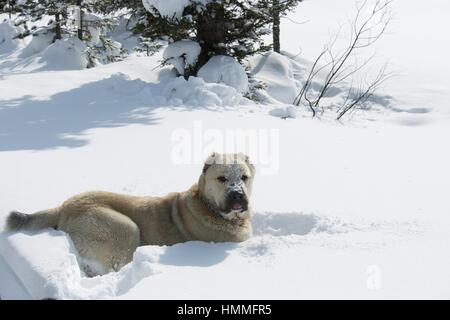 Großen weißen Hund für einen Spaziergang im Wald Stockfoto