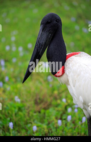 Jabiru, (Jabiru Mycteria), Erwachsene Porträt, Pantanal, Mato Grosso, Brasilien, Südamerika Stockfoto