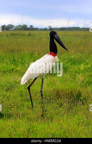 Jabiru (Jabiru Mycteria), Erwachsene auf Wiese, Pantanal, Mato Grosso, Brasilien, Südamerika Stockfoto